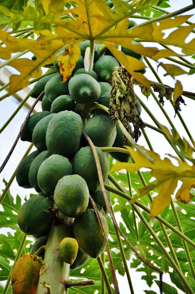 papaya, fruit, tree-991489.jpg